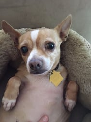 Belly Lily